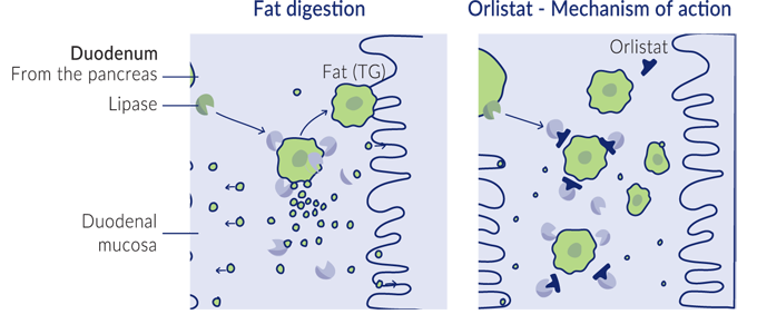 Fat Digestion