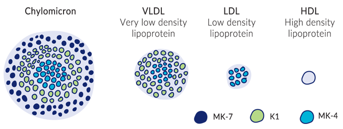 Lipoprotein